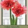 Amaryllis 'Double Dream' -Pesches Garden Center DETA 7875