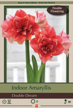 Amaryllis 'Double Dream'