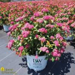 Spiraea Japonica 'Double Play Doozie'