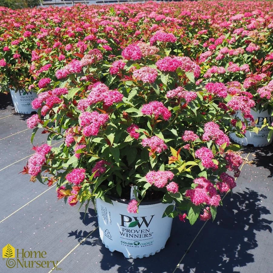 Spiraea Japonica 'Double Play Doozie' 3 Spiraea Japonica 'Double Play Doozie'