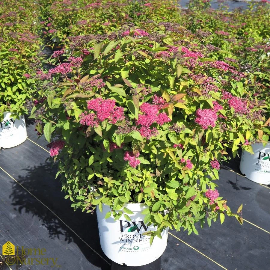 Spiraea Japonica 'Double Play Red' 4 Spiraea Japonica 'Double Play Red' - Image 2