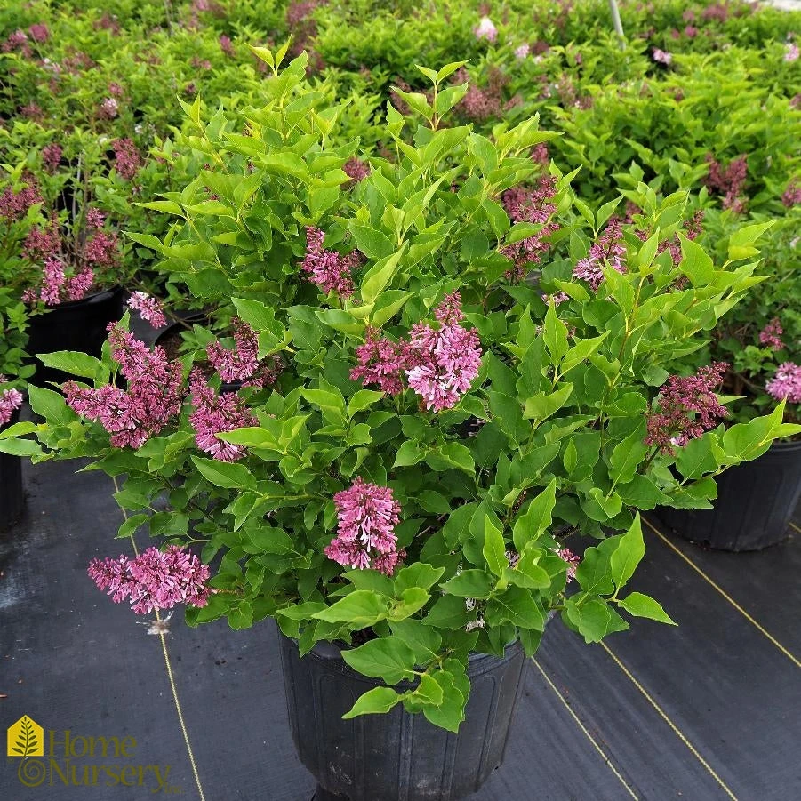 Lilac - Syringa Pubescens Subsp. Patula 'Miss Kim' 4 Lilac - Syringa Pubescens Subsp. Patula 'Miss Kim' - Image 2