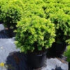 Yew - Taxus X Med 'Brownii' -Pesches Garden Center DETA 839