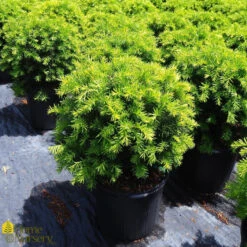 Yew - Taxus X Med 'Brownii'