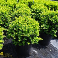Yew - Taxus X Med 'Wardii'