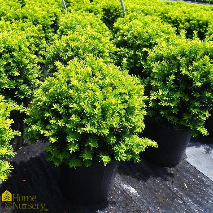 Yew - Taxus X Med 'Wardii' 3 Yew - Taxus X Med 'Wardii'