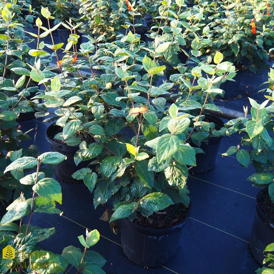 Viburnum X Juddii 'Judd' 3 Viburnum X Juddii 'Judd'