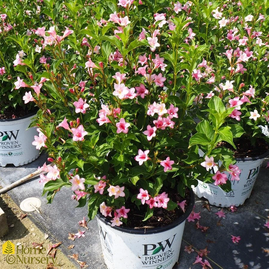 Weigela Florida 'Sonic Bloom Pure Pink' 4 Weigela Florida 'Sonic Bloom Pure Pink' - Image 2