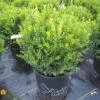 Buxus Microphylla Japonica Boxwood 'Baby Gem' -Pesches Garden Center DETA 96