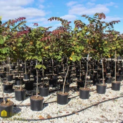 Eastern Redbud - Cercis Canadensis 'Forest Pansy' -Pesches Garden Center DETA2 138