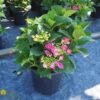 Hydrangea Macrophylla 'Cherry Explosion' -Pesches Garden Center DETA2 366