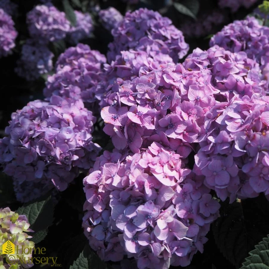 Hydrangea Macrophylla Endless Summer 'Bloomstruck' 4 Hydrangea Macrophylla Endless Summer 'Bloomstruck' - Image 2