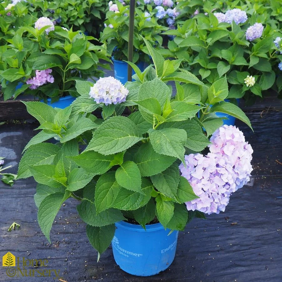 Hydrangea Macrophylla Endless Summer 'Original' 3 Hydrangea Macrophylla Endless Summer 'Original'