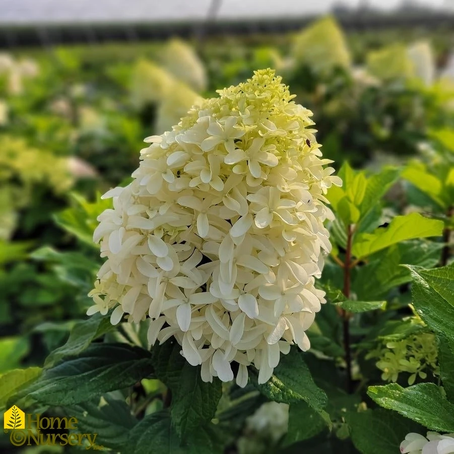 Hydrangea Paniculata 'Quick Fire Fab' 4 Hydrangea Paniculata 'Quick Fire Fab' - Image 2