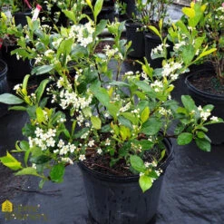 Pesches Garden Center -Pesches Garden Center DETA2 44