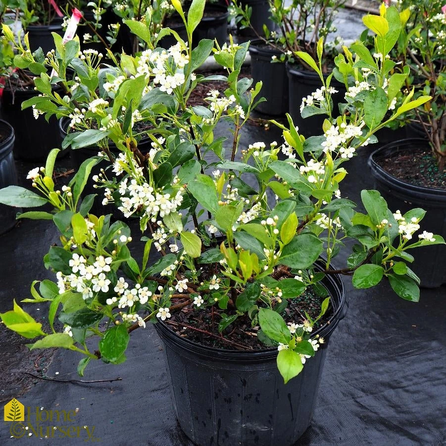 Chokeberry - Aronia Melanocarpa Iroquois Beauty 4 Chokeberry - Aronia Melanocarpa Iroquois Beauty - Image 2