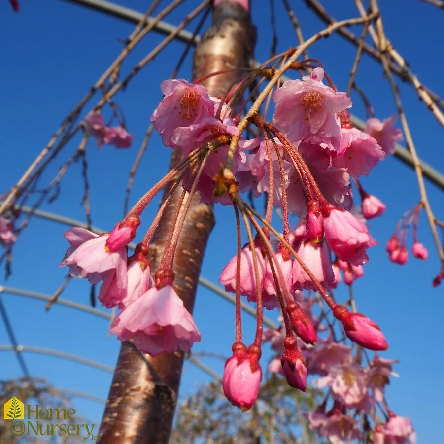 Weeping Cherry - Prunus Pendula 'Pendula Rosea' 4 Weeping Cherry - Prunus Pendula 'Pendula Rosea' - Image 2