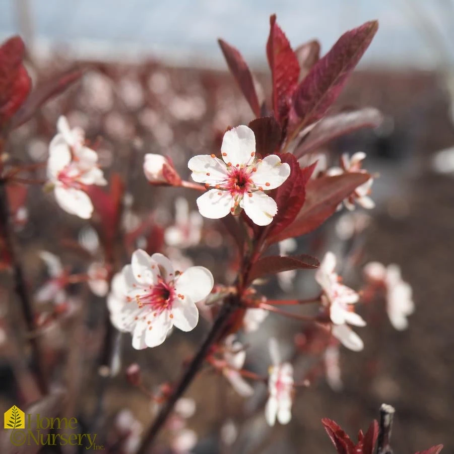 Sand Cherry - Prunus X Cistena - Purple Leaf Sand Cherry 4 Sand Cherry - Prunus X Cistena - Purple Leaf Sand Cherry - Image 2