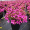 Azalea - Rhododendron X 'Karen' -Pesches Garden Center DETA2 712