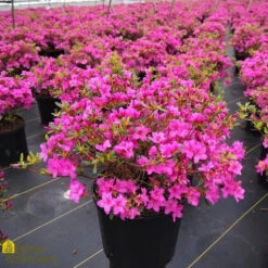 Azalea - Rhododendron X 'Karen'