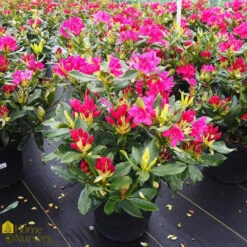 Rhododendron X 'Nova Zembla'