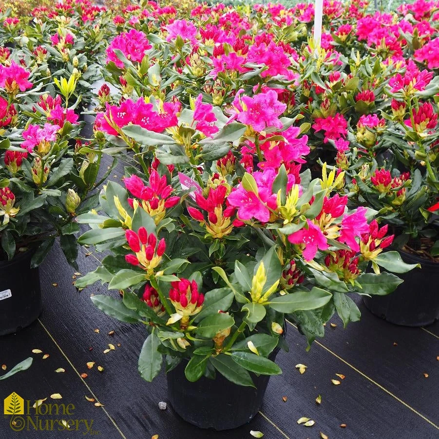 Rhododendron X 'Nova Zembla' 3 Rhododendron X 'Nova Zembla'