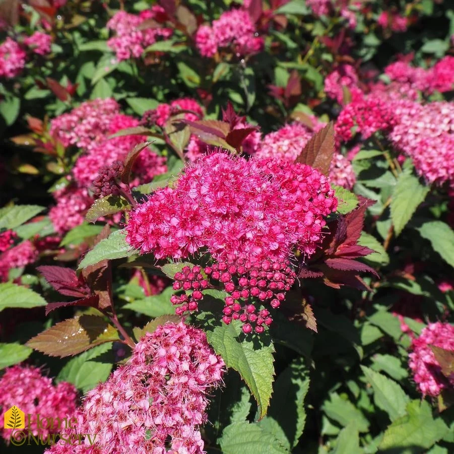 Spiraea Japonica 'Double Play Doozie' 4 Spiraea Japonica 'Double Play Doozie' - Image 2