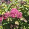 Spiraea Japonica 'Double Play Red' 2 Spiraea Japonica 'Double Play Red' -Pesches Garden Center DETA2 811