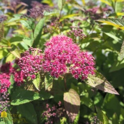 Spiraea Japonica 'Double Play Red'