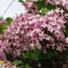 Lilac - Syringa Meyeri 'Palibin' Tree -Pesches Garden Center DETA2 824