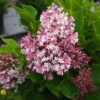 Lilac - Syringa Pubescens Subsp. Patula 'Miss Kim' 1 Lilac - Syringa Pubescens Subsp. Patula 'Miss Kim' -Pesches Garden Center DETA2 826