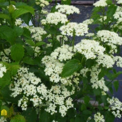 Viburnum Dentatum 'Blue Muffin'