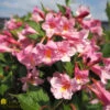 Weigela Florida 'Sonic Bloom Pure Pink' -Pesches Garden Center DETA2 901