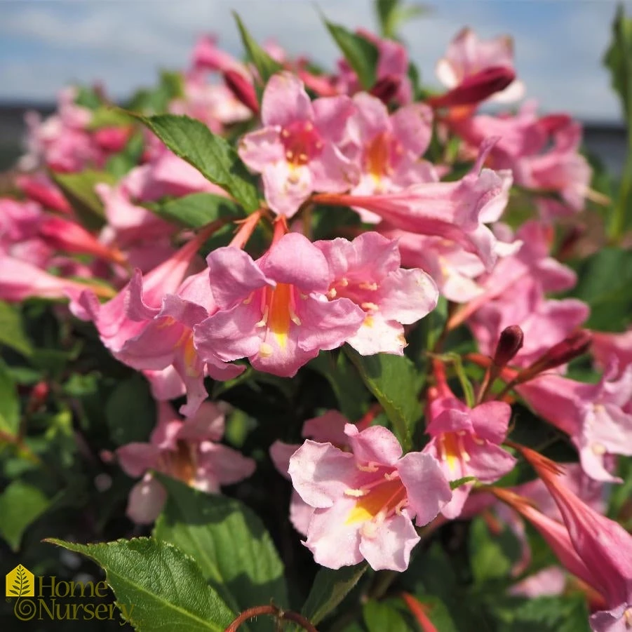 Weigela Florida 'Sonic Bloom Pure Pink' 3 Weigela Florida 'Sonic Bloom Pure Pink'