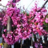 Eastern Redbud - Cercis Canadensis 'Forest Pansy' 1 Eastern Redbud - Cercis Canadensis 'Forest Pansy' -Pesches Garden Center DETA3 138