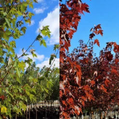 Maple - Acer Rubrum 'Redpointe'