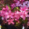 Flowering Crabapple - Malus X Transitoria 'Royal Raindrops' -Pesches Garden Center DETA3 541