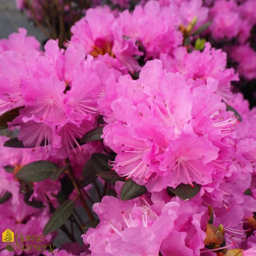 Azalea - Rhododendron X 'P.J.M. Elite' 4 Azalea - Rhododendron X 'P.J.M. Elite' - Image 2