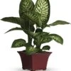 Dieffenbachia -Pesches Garden Center DelightfulDieffenbachia