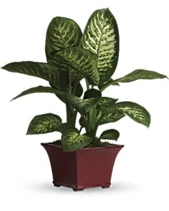 Dieffenbachia