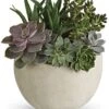 Desert Beauty Succulent Garden 2 Desert Beauty Succulent Garden -Pesches Garden Center DesertBeautySucculentGarden