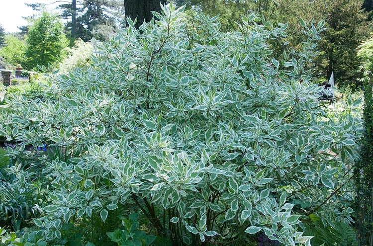 Dogwood 'Tatarian' 3 Dogwood 'Tatarian'