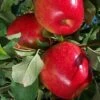 Apple - Malus Pumila 'Firestorm Honeycrisp' -Pesches Garden Center Firestorm Honeycrisp