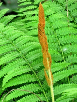 Cinnamon Fern