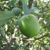 Apple - Malus Domestica 'Granny Smith' -Pesches Garden Center G275 04