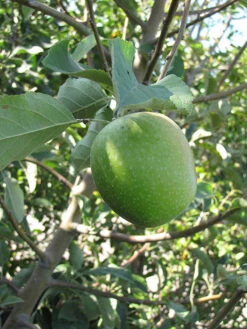Apple - Malus Domestica 'Granny Smith'