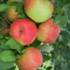 Apple - Malus X Dom 'Honeycrisp' 1 Apple - Malus X Dom 'Honeycrisp' -Pesches Garden Center G853 17