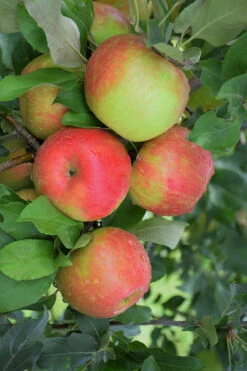 Apple - Malus X Dom 'Honeycrisp'