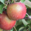 Apple - Malus Domestica ‘Red Delicious’ 2 Apple - Malus Domestica ‘Red Delicious’ -Pesches Garden Center G854 03