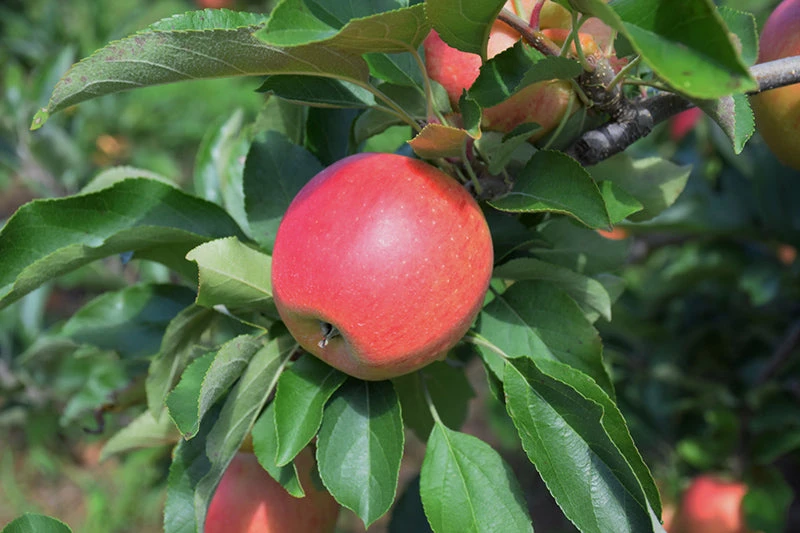 Apple - Malus Domestica ‘Gala’ 4 Apple - Malus Domestica ‘Gala’ - Image 2